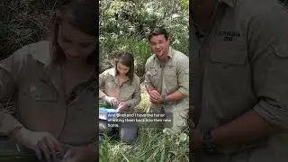Bindi & Chandler Release Python Hatchlings