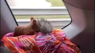 белка едет на дачу)))