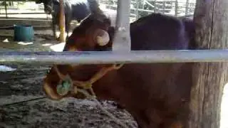 el cacahuate.mp4