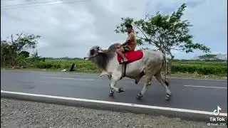 Naik sapi di jalan raya