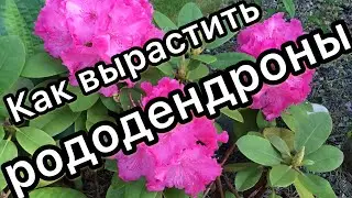 Как вырастить РОДОДЕНДРОНЫ в своём саду