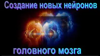 Создание новых нейронов головного мозга