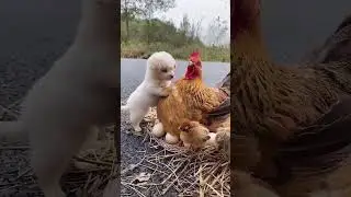 friendship / puppy and chicken . A beautiful moment 