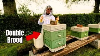 Double Brooding Beehives for RAPID Growth!