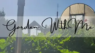 Garden with me ep 5 - Sowing Autumn seeds