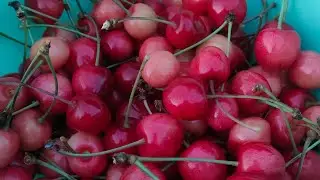 Petik Cherry di Halaman Rumah