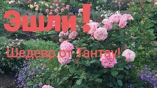 Роза Эшли в моём саду!