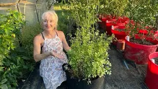 Grow Food Anywhere Without Equipment. All You Need is Grow Bags, Soil, and a Shovel
