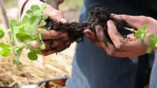 De Moestuinman