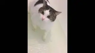 Купание кота