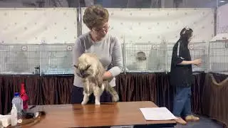 Ring Female. Scarlett. CACэксперт Aна Назарова Москва 6-7 марта 2021 г.
