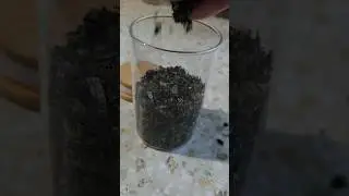 Ферментированный чай из ягодно-фруктовых листьев