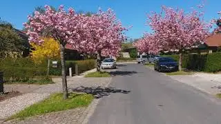 An alley of Prunus Serrulata Kanzan cherry blossom, pruned trees blooming