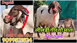 🔥लीलडी गीर गाय 😱🍁 #forsale  | Dvgohil | 9099521524 #cow #gircow