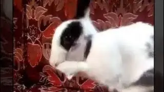 Little rabbit Amelia scratching her face and falling asleep🐇 Vertical video #subscribe_please