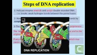 04- Part 2-  Nucleic Acid Biology and Protein Synthesis -  Dr Essam Ibrahim -  علوم صحية