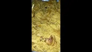 ПРИГОТОВИЛ ШИКАРНЫЙ ПЛОВ В КАЗАНЕ НА КОСТРЕ ИЗ РИСА БАСМАТИ!!!#плов #пловвказане #узбекскийплов
