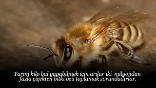 İlginç Bilgiler Ansiklopedisi (15 İlginç Bilgi)