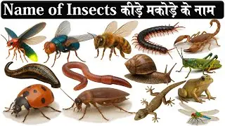 insects names in hindi and english with pdf | कीड़े मकोडे के नाम हिन्दी एवं अंग्रेजी भाषा में |