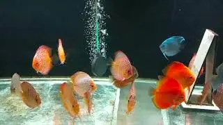 дискусы