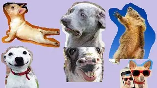 Funniest Animals of 2020 - Try not to laugh/ Stress relief and Relaxing