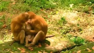 Wow, Really so sweet Luna & Katrina monkey kissing and caring orphan baby Jimmy. They are so lovely.