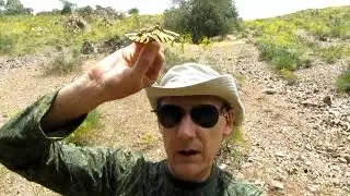 2019 УЗБЕКИСТАН