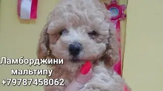 мальтипу ЛАМБОРДЖИНИ продажа +79787458062 питомник Кастропуло Крым доставка в любую точку мира 🌍