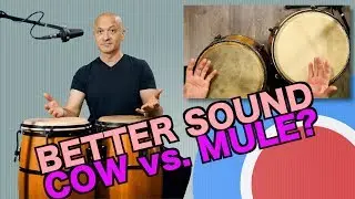 Conga Heads - Mule vs Cow