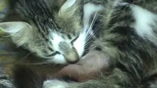 Кошка рожает котят ! Первый уже увидал свет .