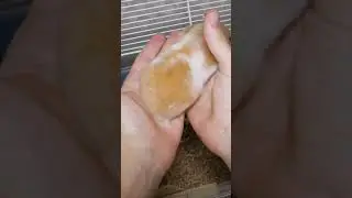 Как обустроить клетку для сирийского и джунгарского хомяка. Аксессуары для хомяков #shorts