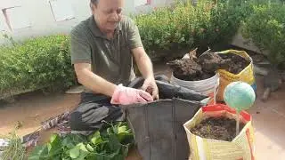 Home Kitchen Garden develop green manures at home