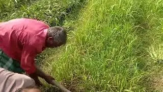 BSRI-47 #variety #sugarcane seedling