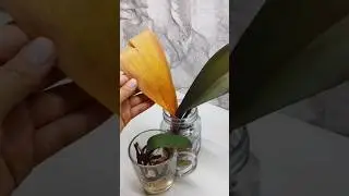 Отдам в добрые руки 2 орхидеи 🤗🤗😳#орхидеи #болезниорхидей#желтеютлистьяорхидеи #plants #цветы