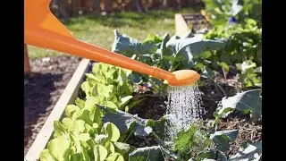 Growing Your Own Food 101:  proper pre-planning!