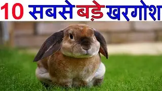Top 10 Biggest Rabbit - 2023 Largest Rabbit In The World