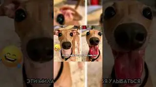 Эти милашки заставят тебя улыбаться #апвоут #реддит #залип #хайлайт #юмор #реддитистории
