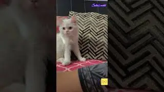 Simba My little kitten#ytshortsvideo#shorts#naughtykitten#sobiasworld
