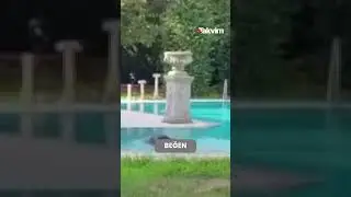 Villaya giren domuz, havuz keyfi yaptı