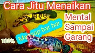 Cara Melatih Mental Channa Yellow Sentarum