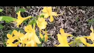 Карачаево-Черкесия река Мара