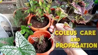 HOW TO PROPAGATE COLEUS PLANT OR MAYANA PLANT | BEN SAM