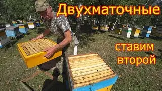 ДВУХМАТОЧНЫЕ! залили МЁДОМ магазин! КАРНИКА на Медосборе!