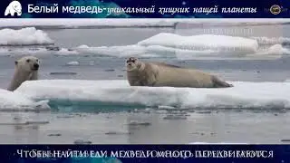 Факты про белого медведя #факты #белый #медведь