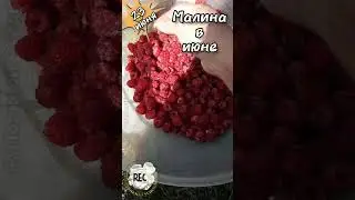Малина так рано дает урожай в этом году! Вот Необычный год! 🍇 23 июня  🍇 #урожай #малина #огород