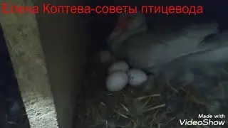 Индоутки-наседки)))
