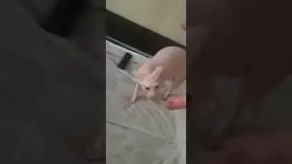 Battle stance sphinx Semen\ Боевая стойка сфинкса Сэмэна