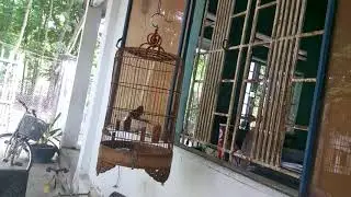 Giọng tiểu mi hót sang