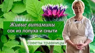 Сок из лопуха и сныти: живые витамины для всей семьи!