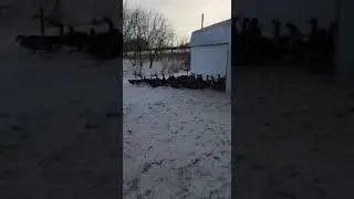 Ферма